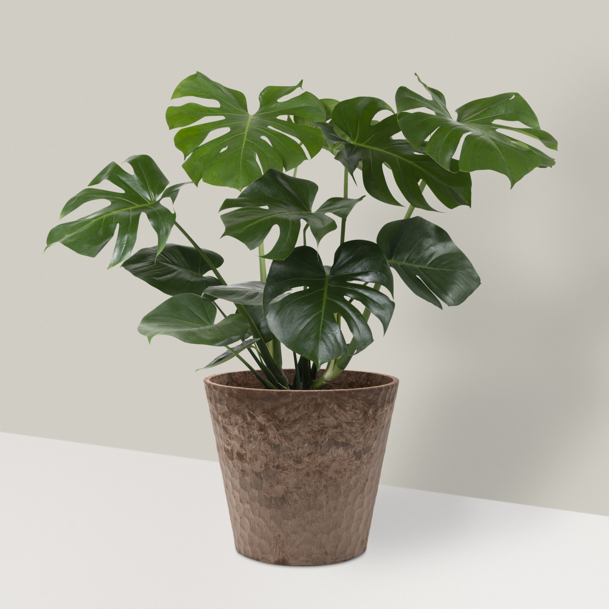 Monstera deliciosa plant in a pot